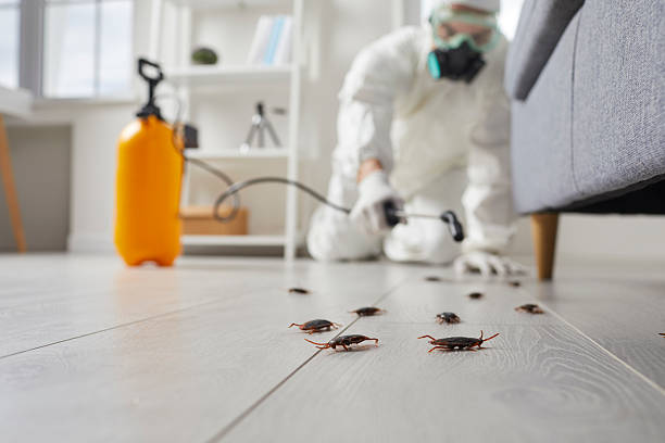 Post-Treatment Bed Bug Interceptor Monitoring in Carrizozo
